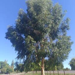 Endlich...... Eukalyptusbäume