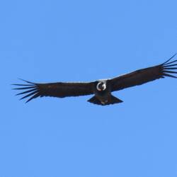 El Condor paśa