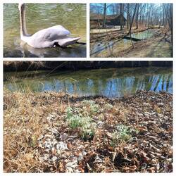 Wasser, Wasser und Schneeglöckchen
