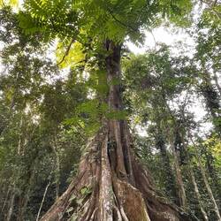 El árbol de la vida