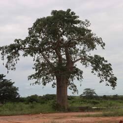 ...und wieder die ersten Baobab-Bäume