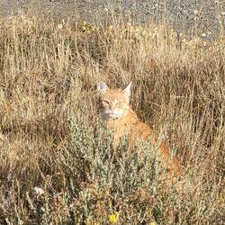 Patagonische Katze