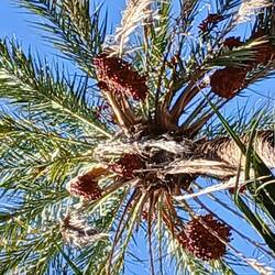 Date palms