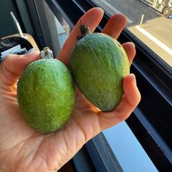 We found feijoa at the grocery store! We had sampled this in drinks all around new zealand
