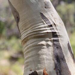 Eukalyptusrinde