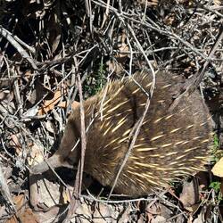 Wir sollten Echidna-Ranger werden... Die Dinger verfolgen uns regelrecht😀