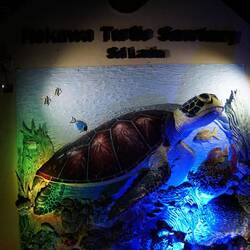 Turtle watching project