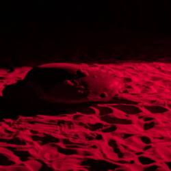 Heading back to the sea