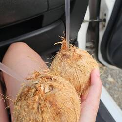 Statt Mangos gab es dann leckere Pipas