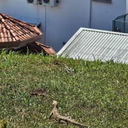 Überall waren Leguane unterwegs