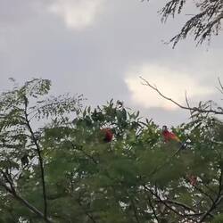 Überall waren rote Aras zu sehen 😍