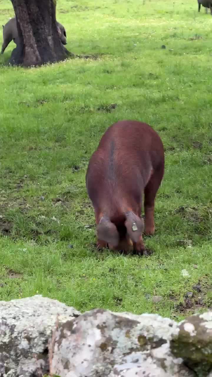Red and black Iberian Iberian pigs