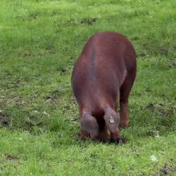 Red and black Iberian Iberian pigs