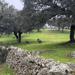 Black Iberian picks foraging on acorns