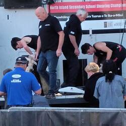 Intercschool sheep shearing competition
