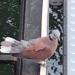 Bird on the bridge over the River Kwai