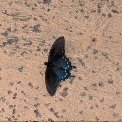 I did capture this black swallowtail on our patio!