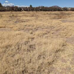 This field was full of yellow flowers last year. This year it's brown. Not enough rain.