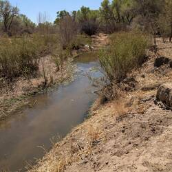 I always have to get a river pic! The only wildlife we saw was a Hereford in the bushes.