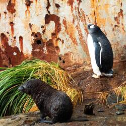 Molting gentoo penguin and fur seal — Grytviken, SGI.