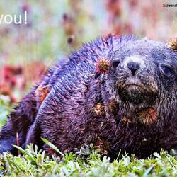 Poor thing ... covered in burrs ... seen in Grytviken.