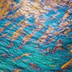 Clara tells us about some of the endemic algae species at SGI.