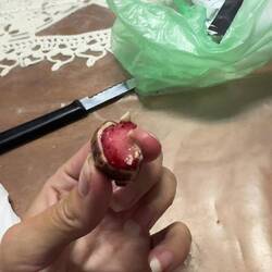 Frische Erdbeere mit Schokoladenüberzug