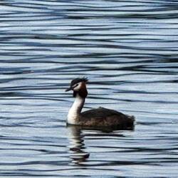 Eurasian Crested Grebe