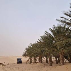 Ich steh gut geschützt in einer der Palmerien