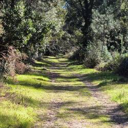 🚶‍♂️🐕‍🦺🚶‍♀️, Mischwald bestehend aus Kiefern und Korkeichen.