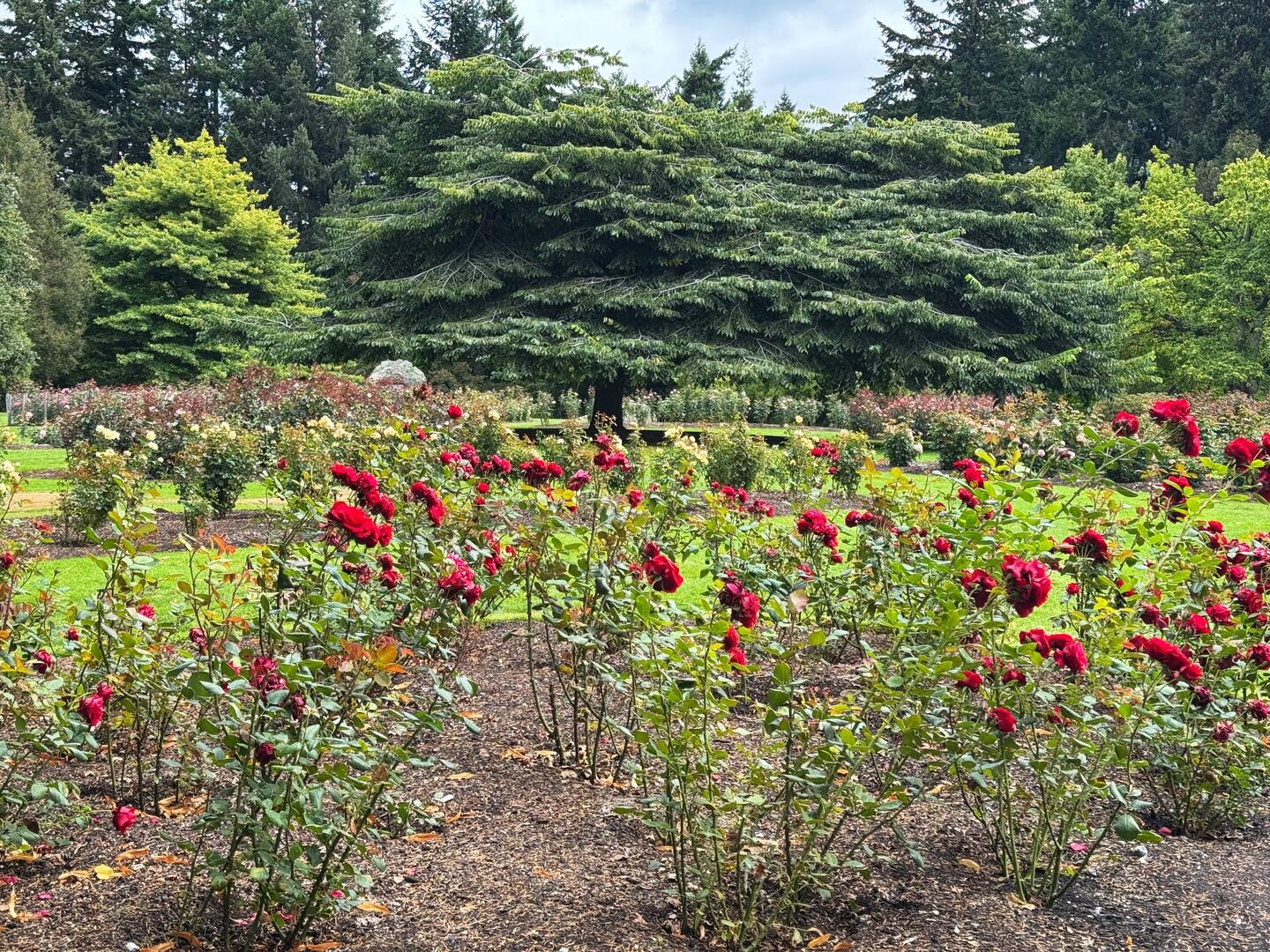 Rose Garden