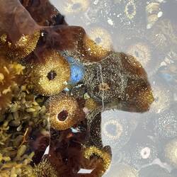Das erste Mal See - Anemonen gesehen