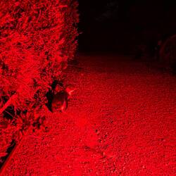 Turns out you dont have to pay for a penguin tour! Just hang in the park after dark 🤣