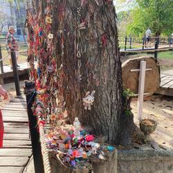 Tree where babies and children were killed.