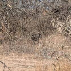 Javelinas in the bushes