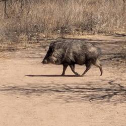 Close javelinas