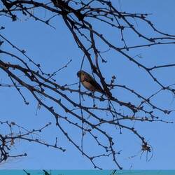 Some variety of bunting