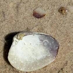 Wer kennt sie noch die Leckmuscheln?