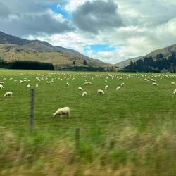 Fields & fields of sheep!
