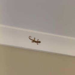 Gecko we found in our room when we got home, reminded us of Hawaii!