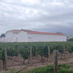 Es wird a Weinderl sein, aber wir werden nimmer sein.....