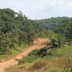 Jetzt geht der Regenwald wirklich los