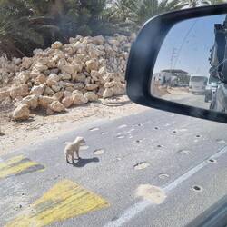 Den musste ich heute morgen mal retten. Beinahe hätte ich ihn eingepackt den armen Drops