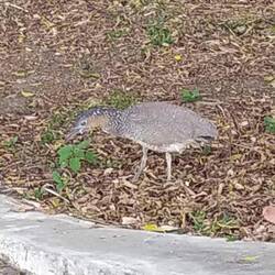 Malayan heron, probably