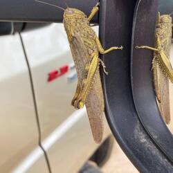 ein blinder Passagier