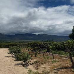 "Vasija Secreta's" Weinanbau