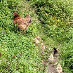 Gibt es auch bei Hühnern "schwarze Schafe"?