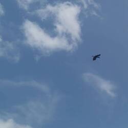 Seit gestern habe ich schon einige Male einen rufen hören, nun sehe ich auch mal einen Nashornvogel