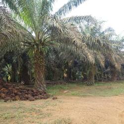 Noch eine Palmplantage mit vielen Ernteresten