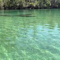 Video of some of the manatees in Silver Glen Springs today.